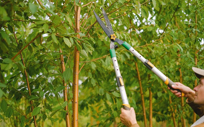 Tree trimming in Sultan, WA